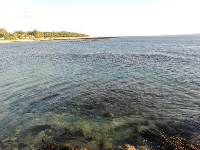Palmar - Photo 3