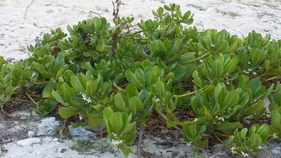 Palmar - Photo 5