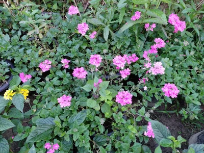 Bac Ha - Photo 4