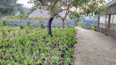 Bac Ha - Photo 5