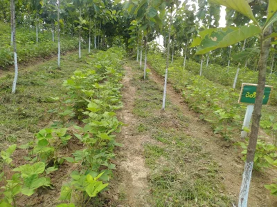 Yedashe Township - Photo 2
