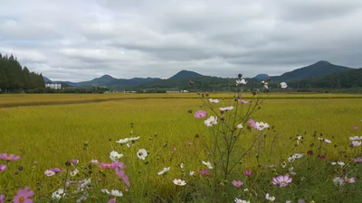 Damyang-gun - Photo 2