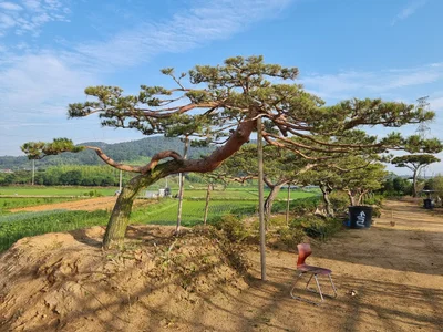 Damyang-gun - Photo 3