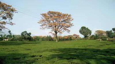 Gopalpur - Photo 5
