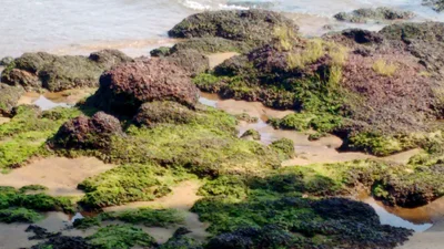 Tiracol - Photo 3