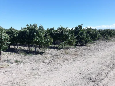 Ugarteche - Photo 2