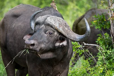 Sabi Sand Game Reserve - Photo 2
