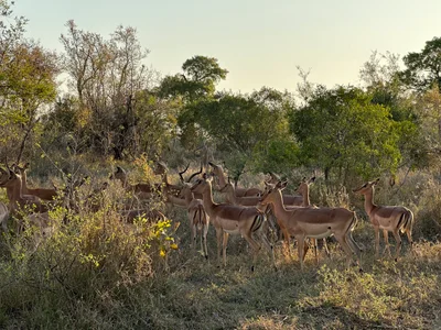 Sabi Sand Game Reserve - Photo 3