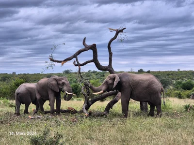 Sabi Sand Game Reserve - Photo 5