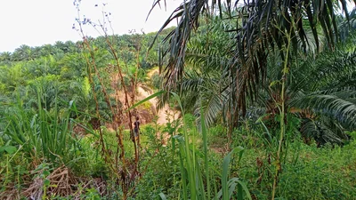 Ranau - Photo 5
