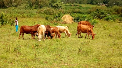 Siaya - Photo 2