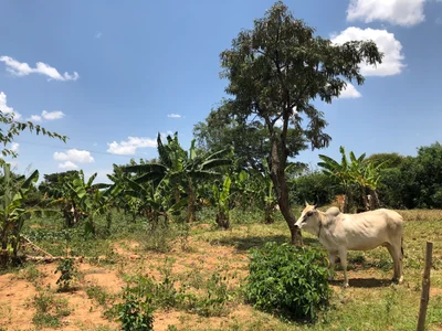 Siaya - Photo 3