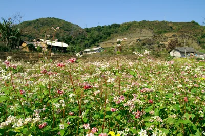 Dong Van - Photo 4