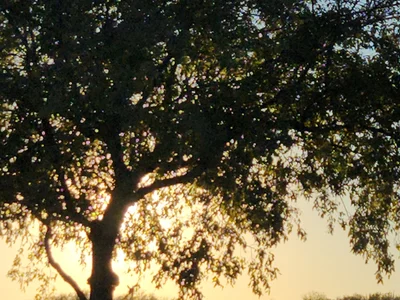 Flower Mound - Photo 3
