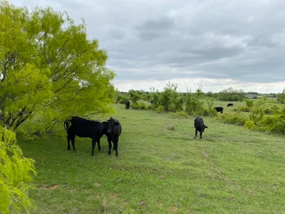 Flower Mound - Photo 4