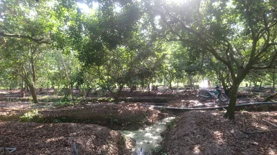Cho Lach - Photo 4