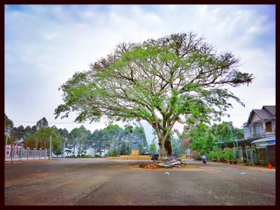 Phước Long Town - Photo 2