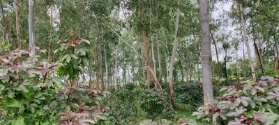 Dahegam - Photo 5