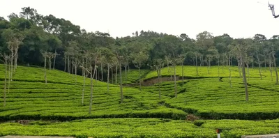 The Nilgiris District - Photo 2