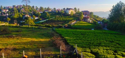 The Nilgiris District - Photo 5