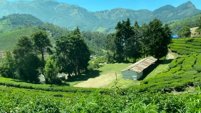 Kannan Devan Hills - Photo 2