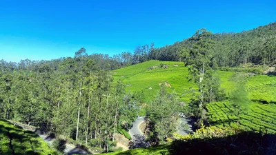 Kannan Devan Hills - Photo 3