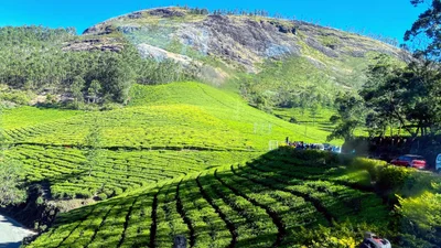 Kannan Devan Hills - Photo 4