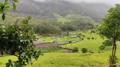 Kannan Devan Hills - Photo 5