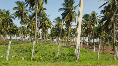 Palaviya - Photo 4