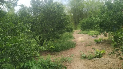 Long - Photo 5