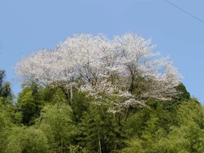 Seki - Photo 4