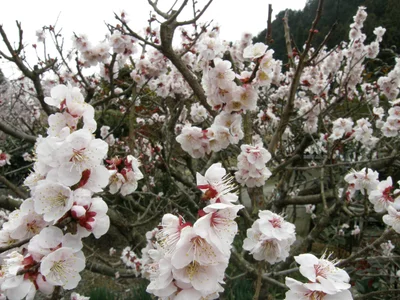 Seki - Photo 5