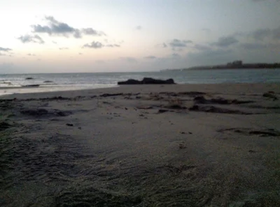 Chapora - Photo 2