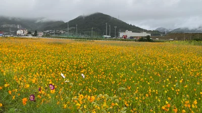 Daegwannyeong-myeon - Photo 3