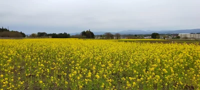 Inawashiro - Photo 4