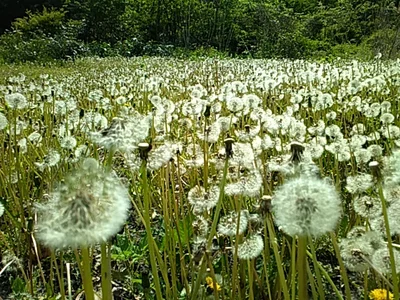 Katashina - Photo 5