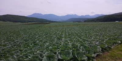 Tsumagoi - Photo 5