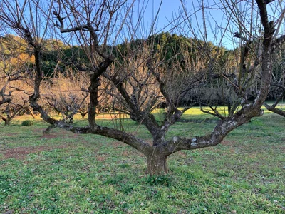 Ogawa - Photo 2