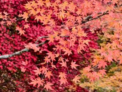 Tokyo Mitake Visitor Center - Photo 2