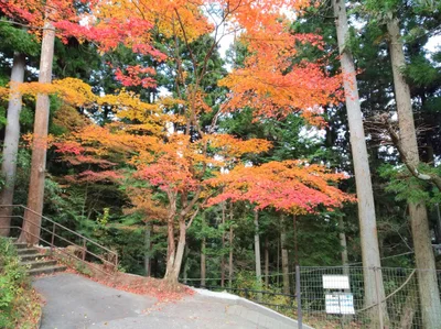Tokyo Mitake Visitor Center - Photo 5