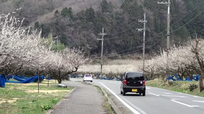 Wakasa - Photo 4