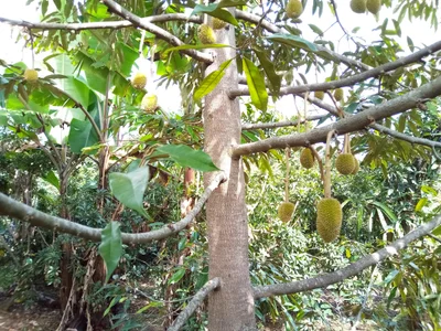 Sikhio - Photo 2