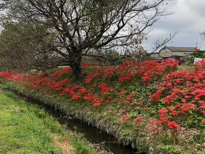 Gifu - Photo 2