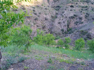 Ajdir - Photo 2