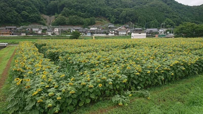 Sayo - Photo 3