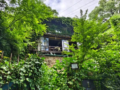 Cat Alley - Photo 4