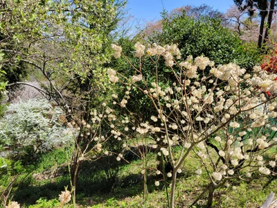 Yoshino - Photo 5
