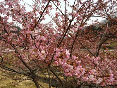 Sanagochi - Photo 2