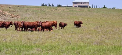 Metsimaholo Local Municipality - Photo 2