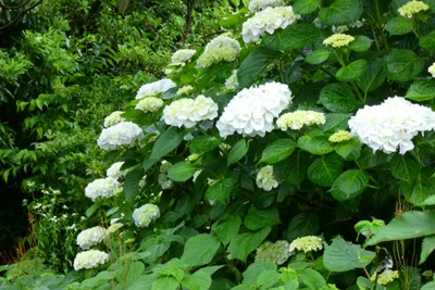 Nishihara - Photo 3